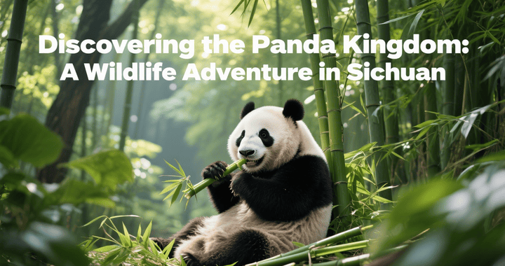 设计旅游网站 banner 图  (3) (1) (1)